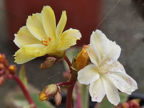 Lewisia cotyledon 'blanc jaune'
